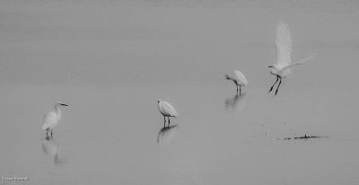 Little Egrets, Tessa Bramall