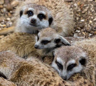 Meerkat Family , Andy Stone