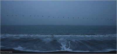 Pacific Pelicans, Richard Hemingway