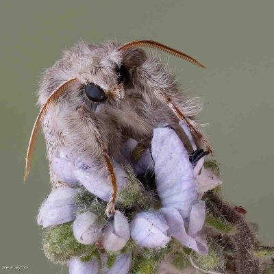 Pale Tussock Moth, Steve Laycock