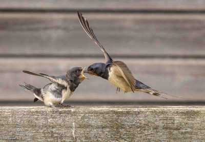 Parent Feeding Young Swallow, Tessa Bramall