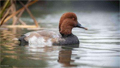 Pochard, Dawn Banner