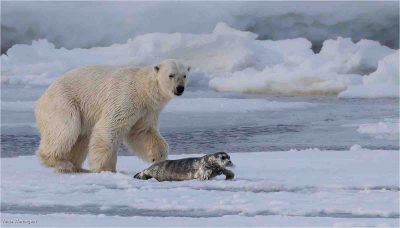 Polar Bear Toying With Seal Pup, Anna Warrington