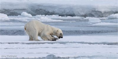 Polar Bear With Freshly Caught Seal Pup