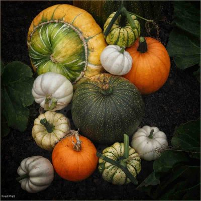 Pumpkins, Fred Pratt