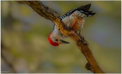 Red Belted Woodpecker Florida, John Pearson