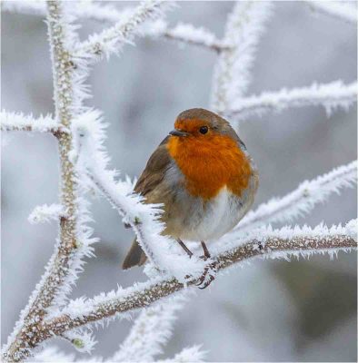 Red Robin, David Evans