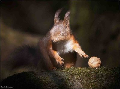 Red Squirrel Caught Red Handed, Michelle Sanderson