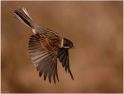 Reedbunting In Flight, John Pearson