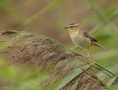 Sedge Warbler, Tessa Bramall