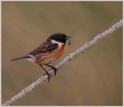 Stone Chat, John Pearson