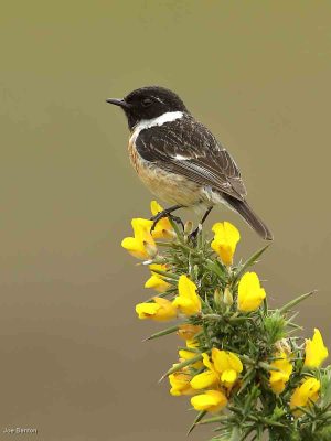 Stonechat - 'Dorset Heaths', Joe Banton