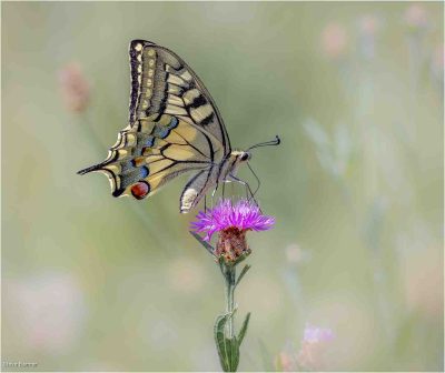 Swallowtail, Steve Banner