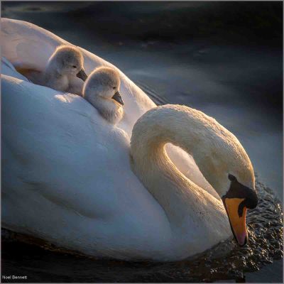 Swan & Cygnets 19, Noel Bennett
