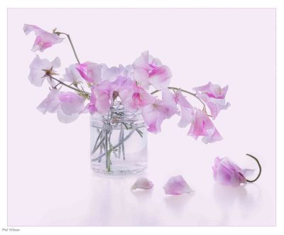 Sweet Peas, Phil Wilson