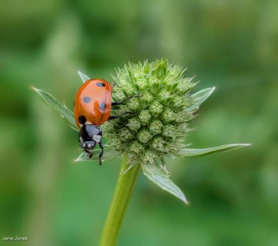 The Leaping Ladybird