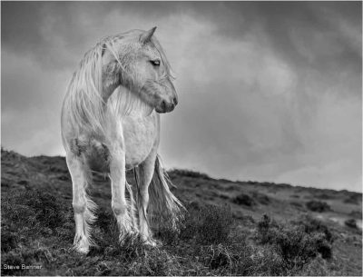 The Pale Wanderer