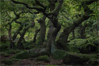The Wailing Wood, Fred Pratt