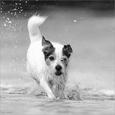 Unbridled Joy, Steve Banner