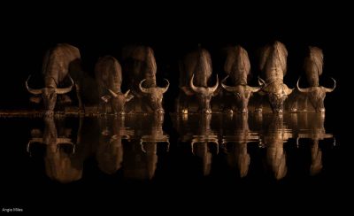 Water Buffalo, Angie Miles