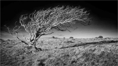 Windswept, Fred Pratt