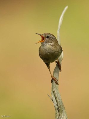 Wren Singing, Joe Banton