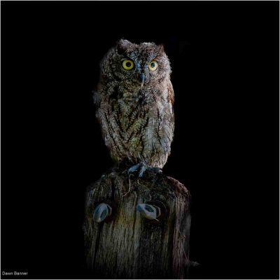 Young Owl, Dawn Banner