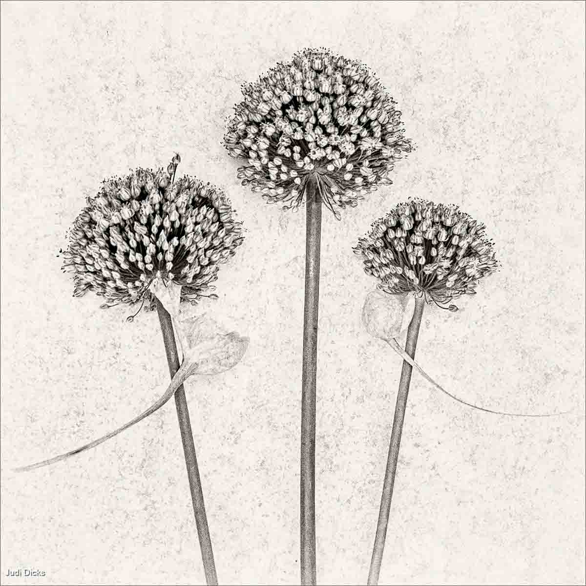 Allium Trio, Judi Dicks