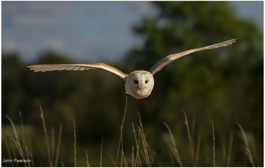Barn Owl