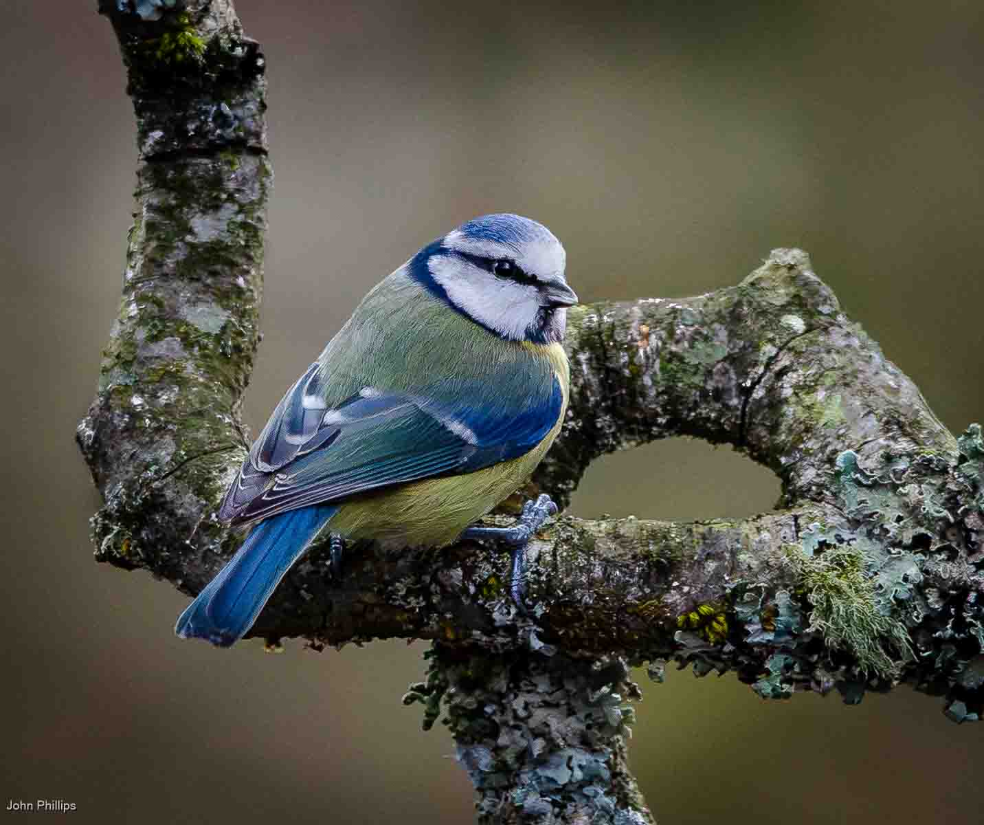 Blue Tit, John Phillips