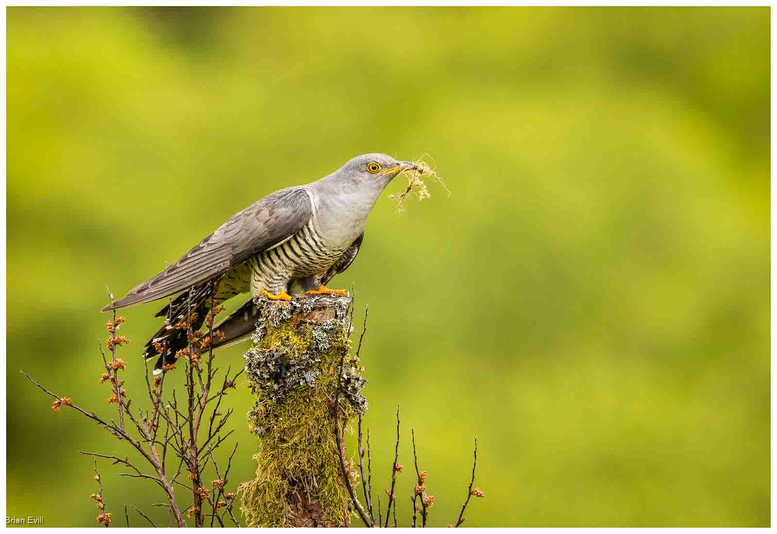 Cuckoo, Brian Evill