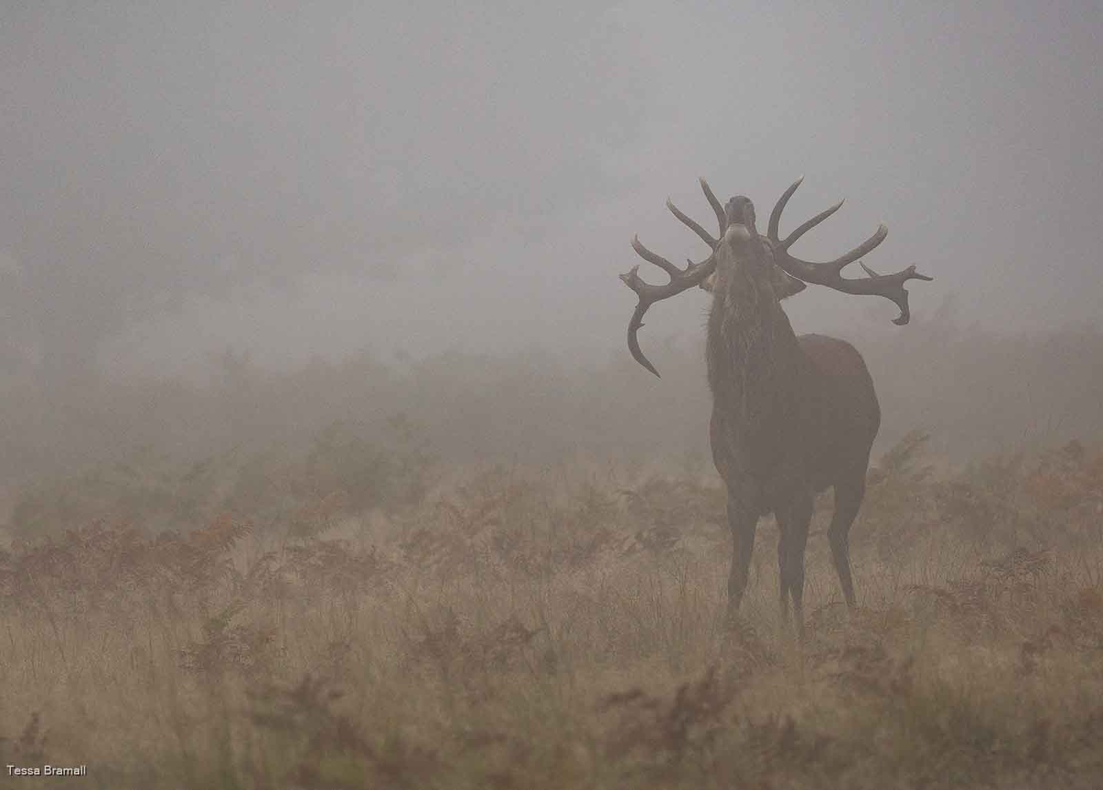 Deep Bellow Through The Fog, Tessa Bramall