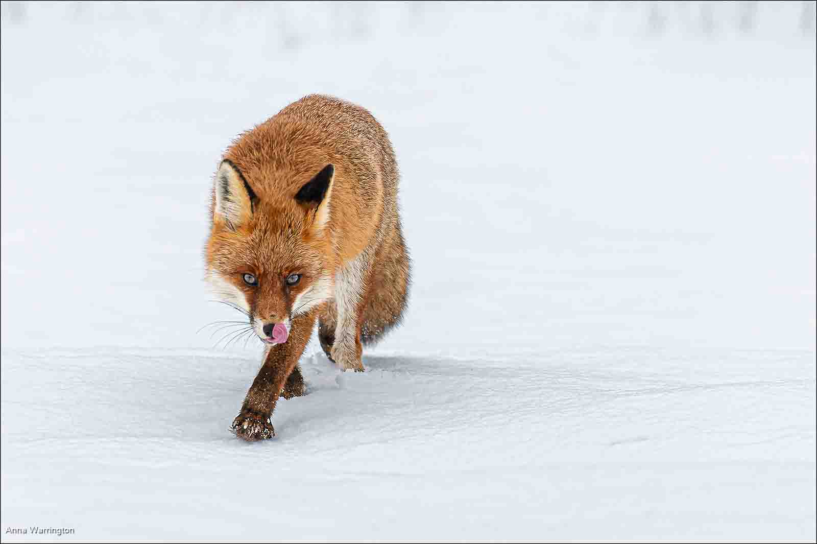 European Fox Advancing, Anna Warrington