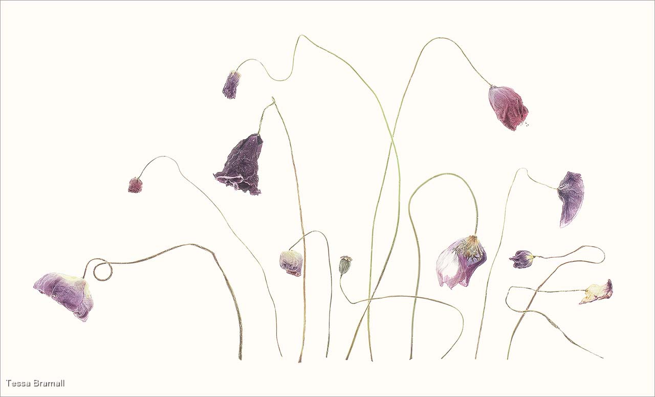 Fade Away, Tessa Bramall