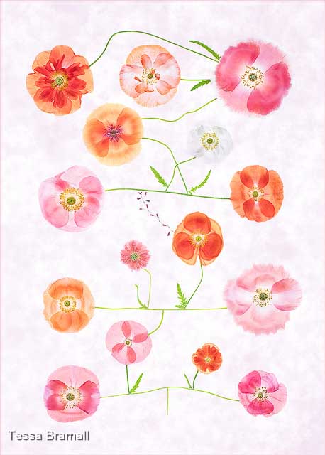 Family Tree, Tessa Bramall