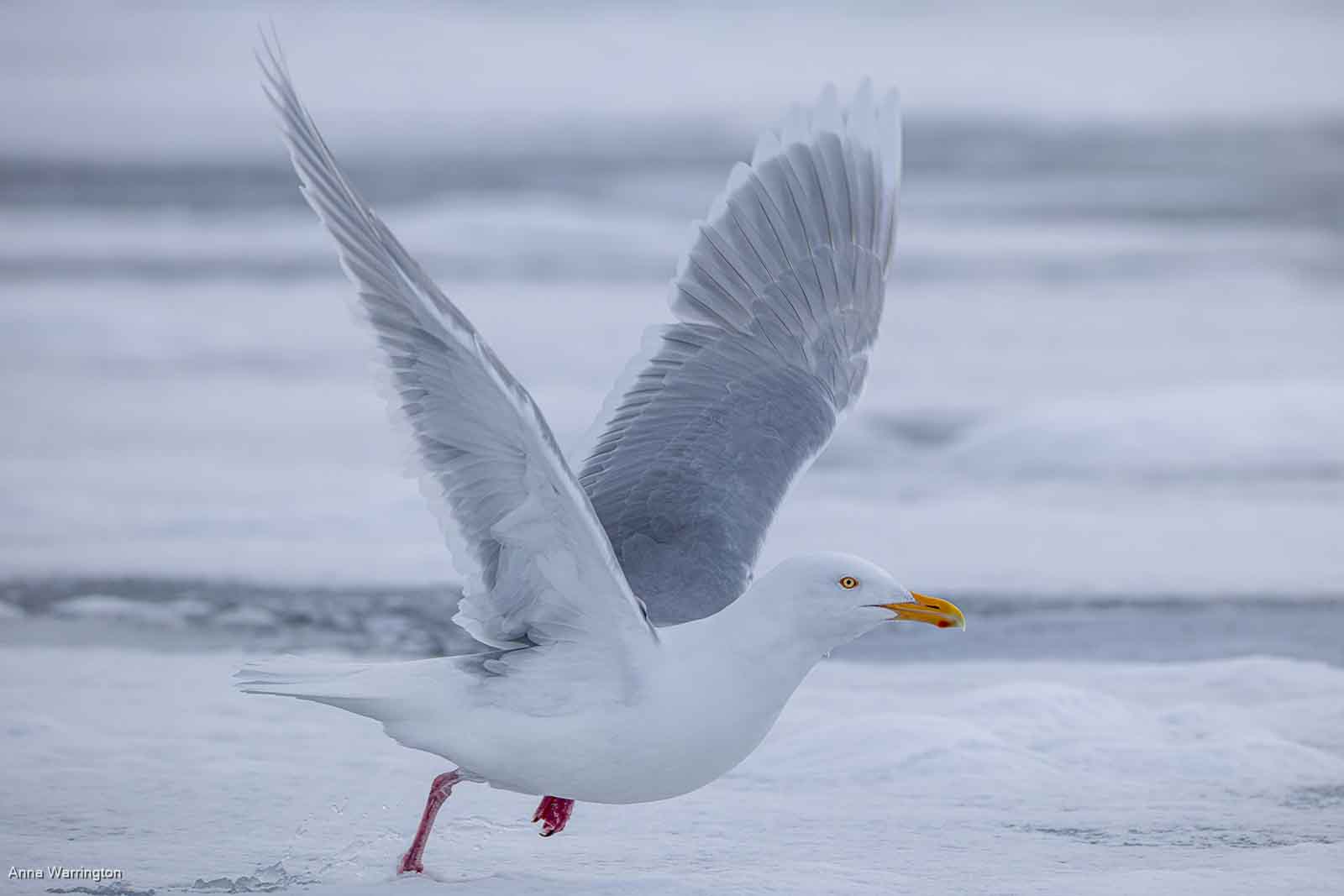 Glaucous Gull In Habitat, Anna Warrington
