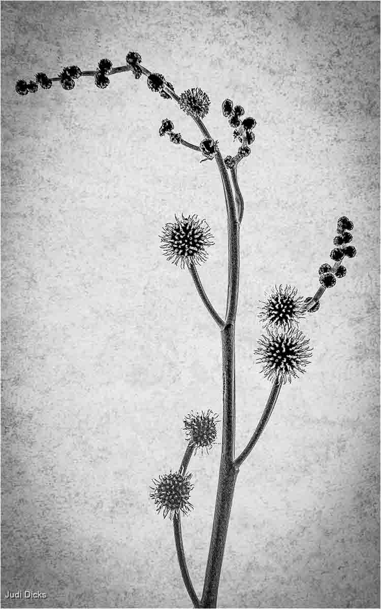 Gone. To Seed, Judi Dicks