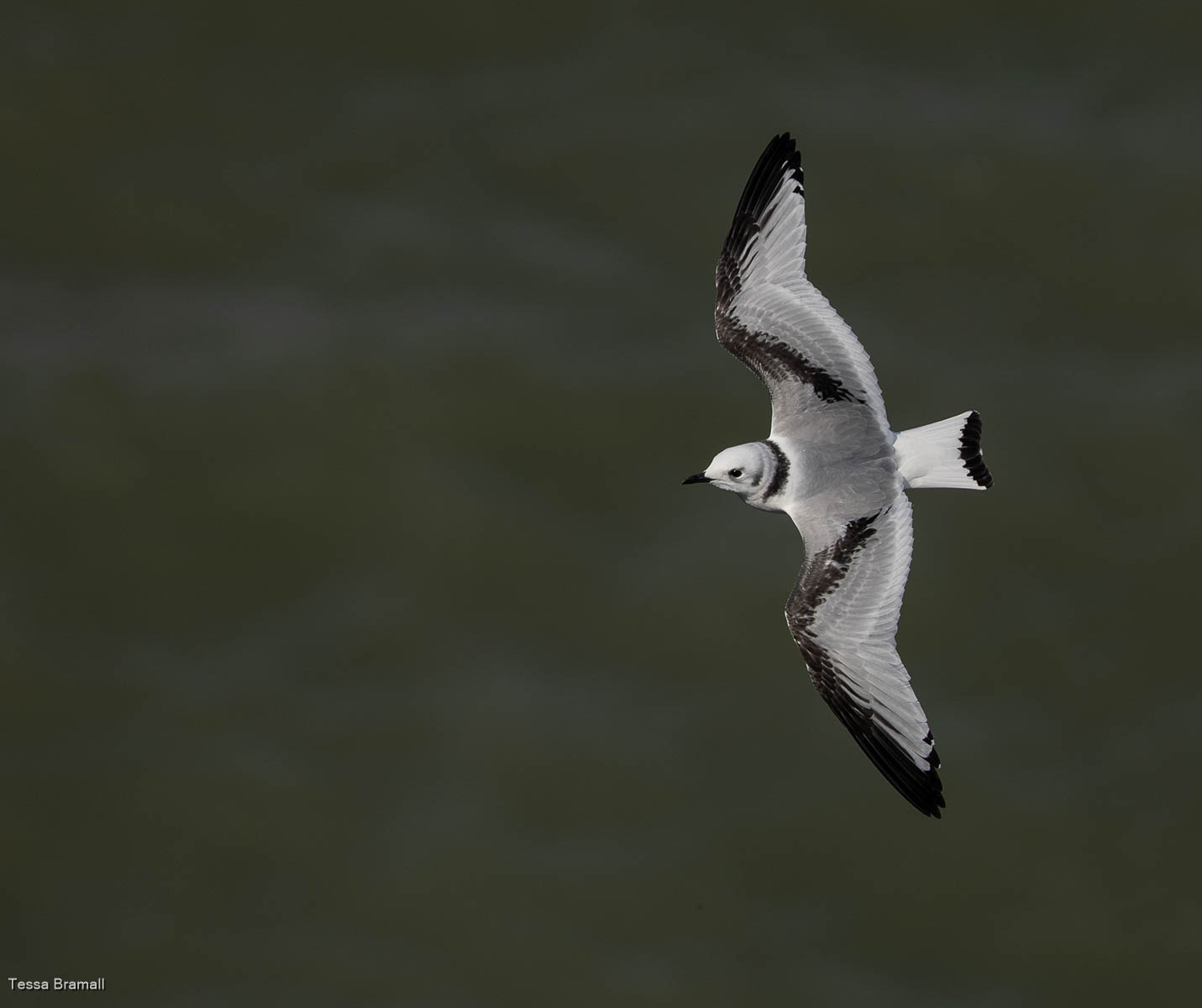 Juvenile Kittiwake, Tessa Bramall