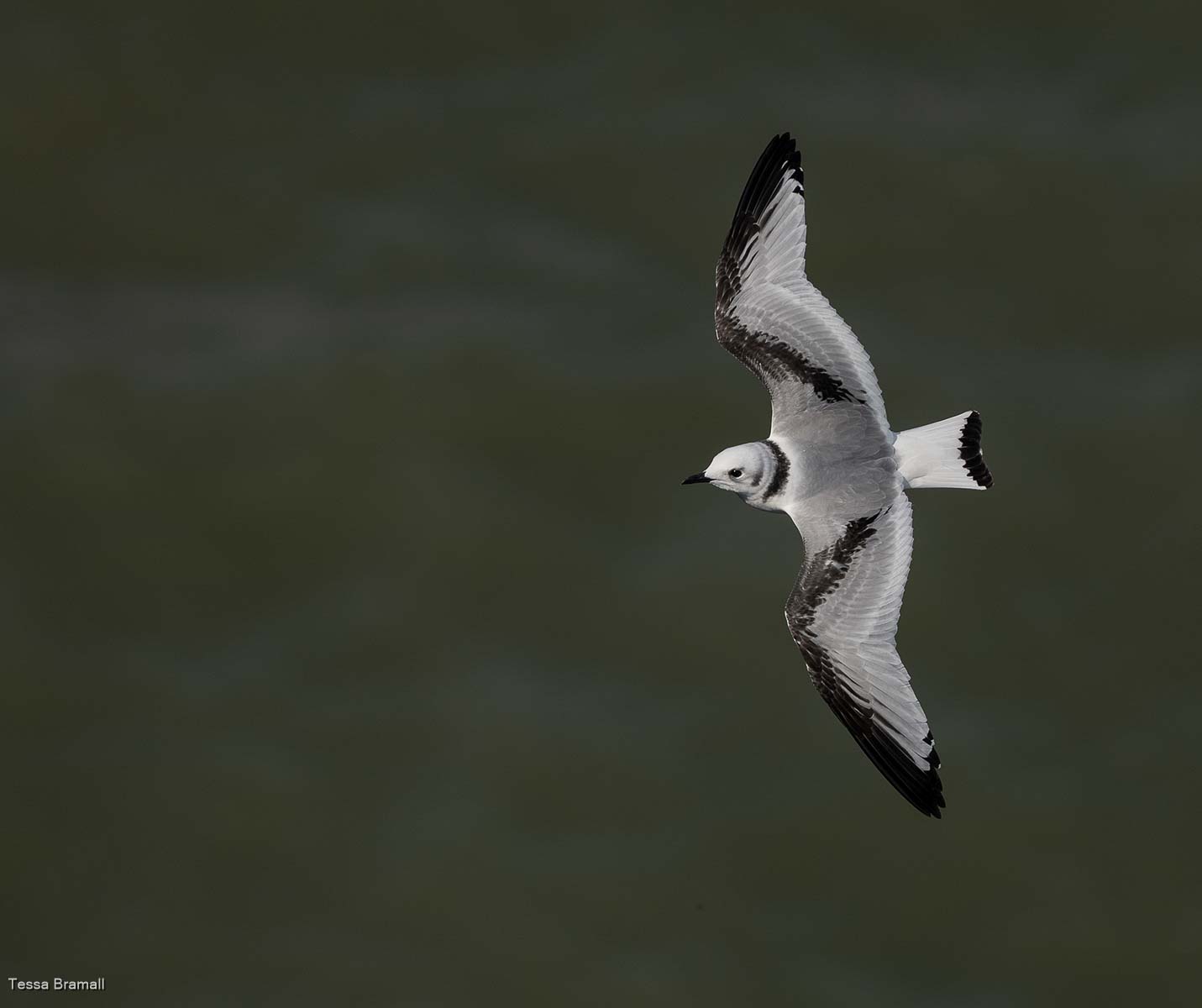 Juvenile Kittiwake, Tessa Bramall