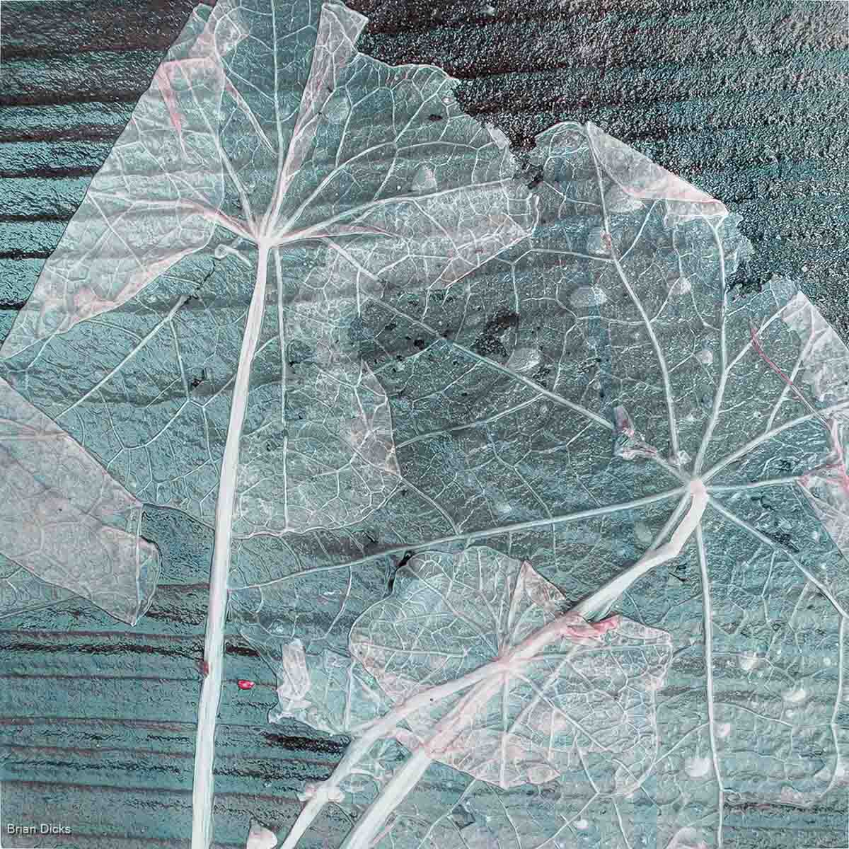 Leaf Skeleton, Brian Dicks