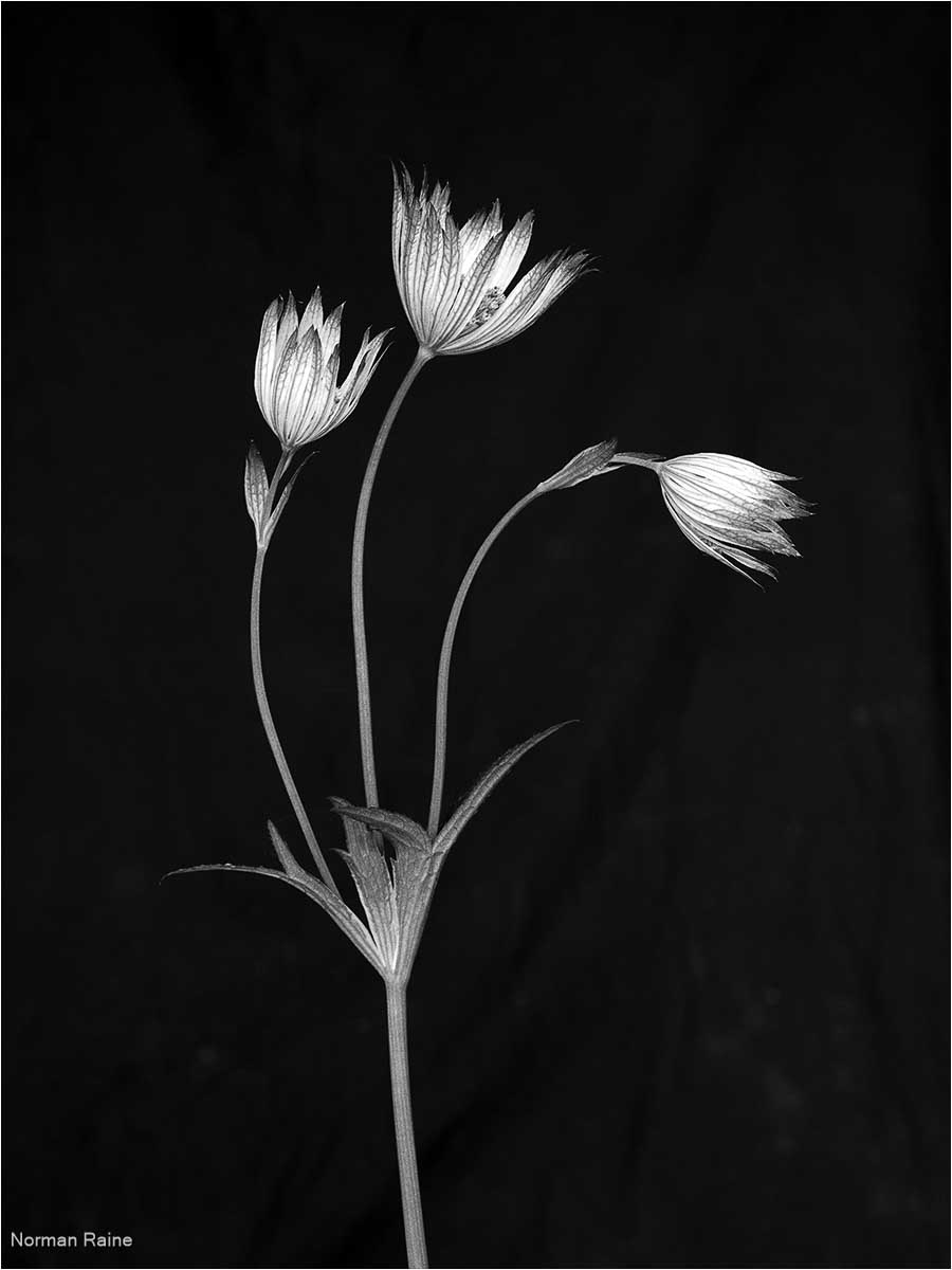 Oxeye Daisy, Norman Raine