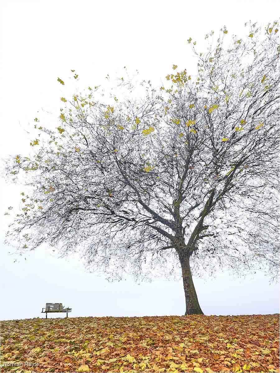 Park Bench  November, Norman Raine