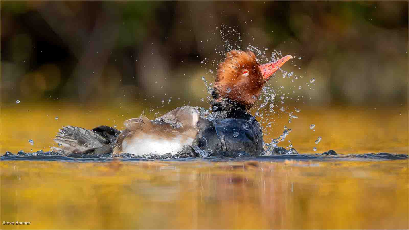 Red Crested Pochard Splashing, Steve Banner