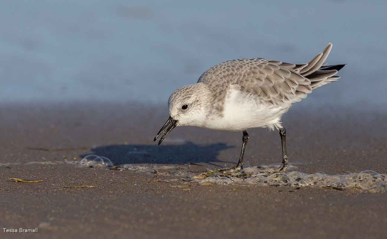 Sanderling Feeding Along The Tideline, Tessa Bramall