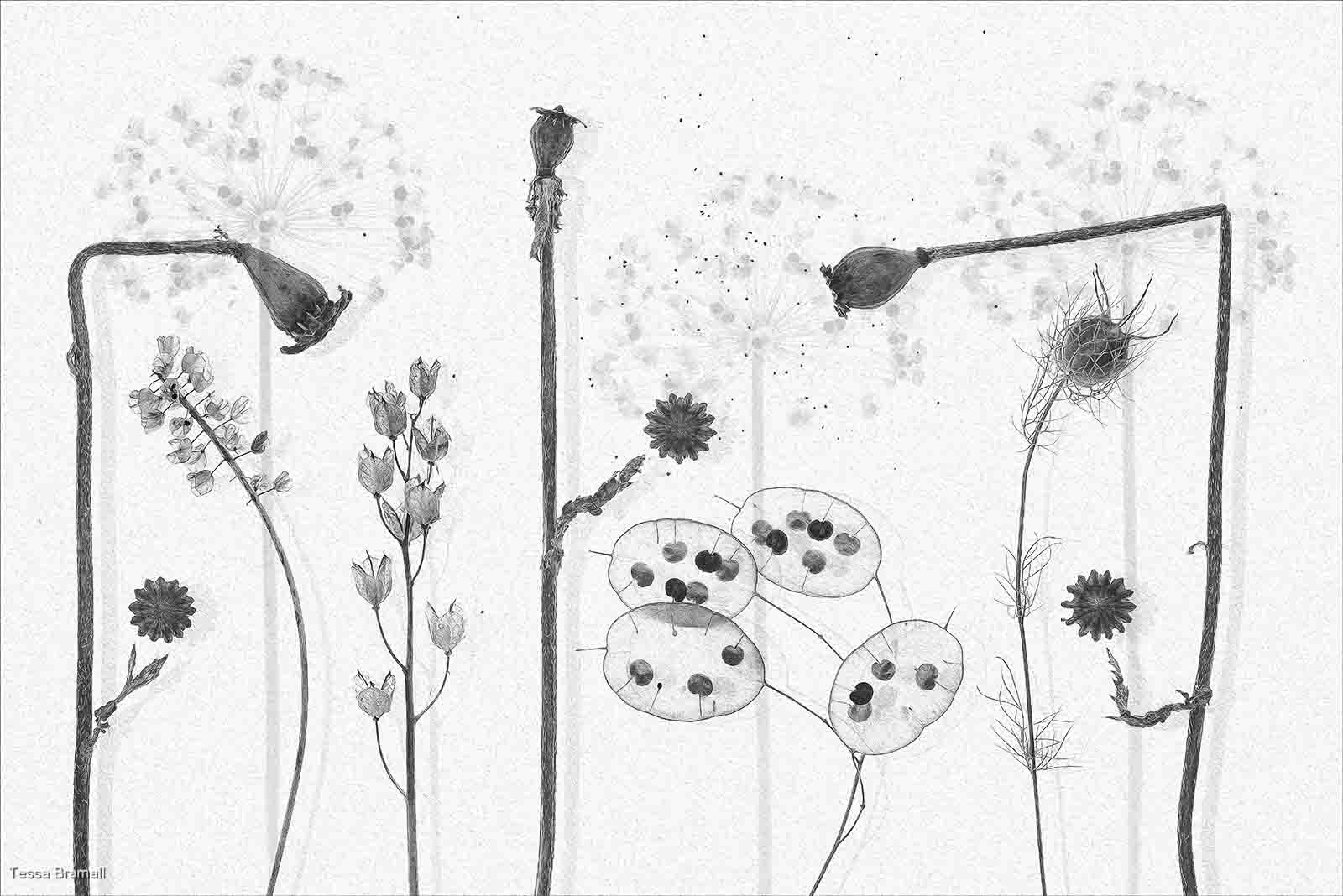 Seedbank, Tessa Bramall