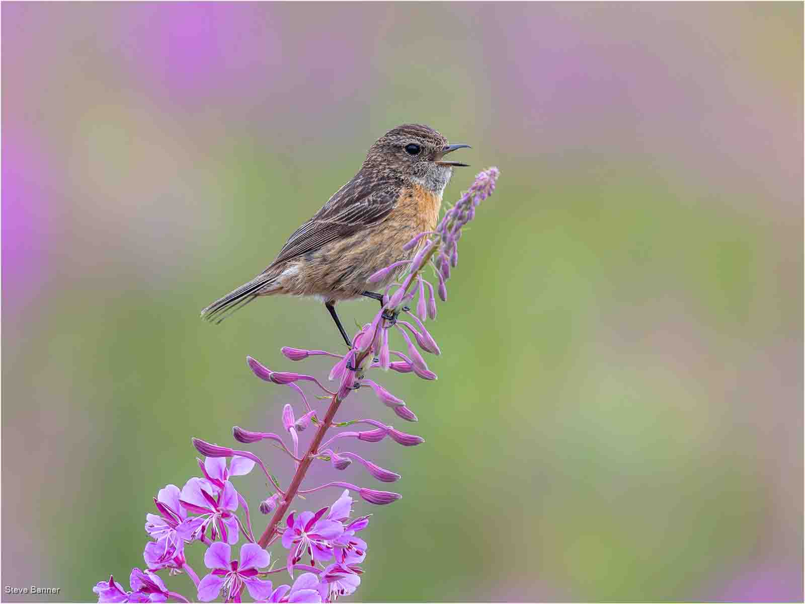 Singing Female Stonechat, Steve Banner