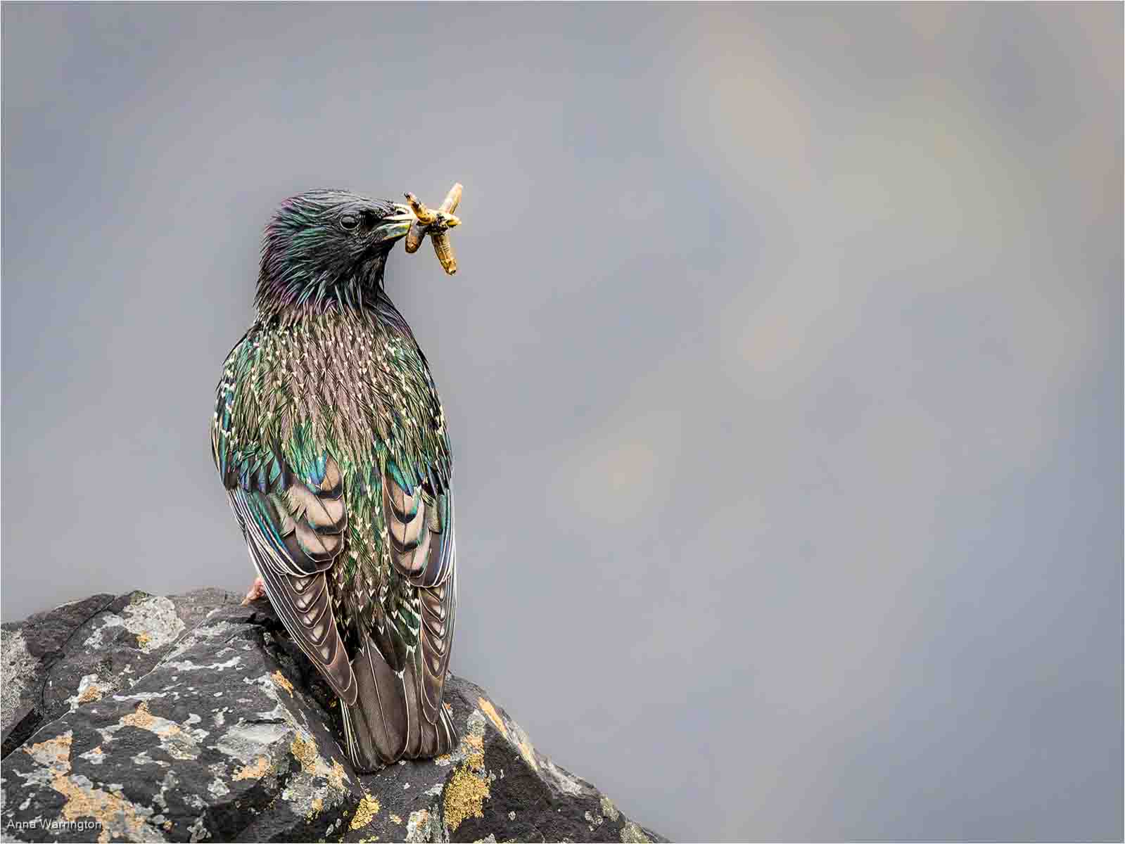 Starling With Grubs, Anna Warrington
