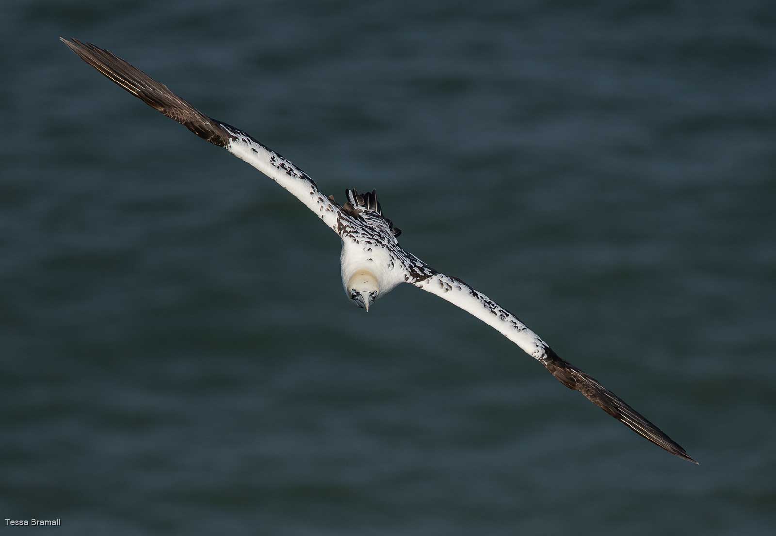 Third Year Gannet Gliding, Tessa Bramall