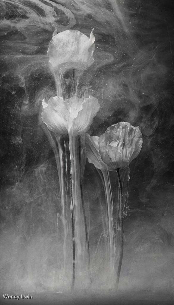 Underwater Poppies