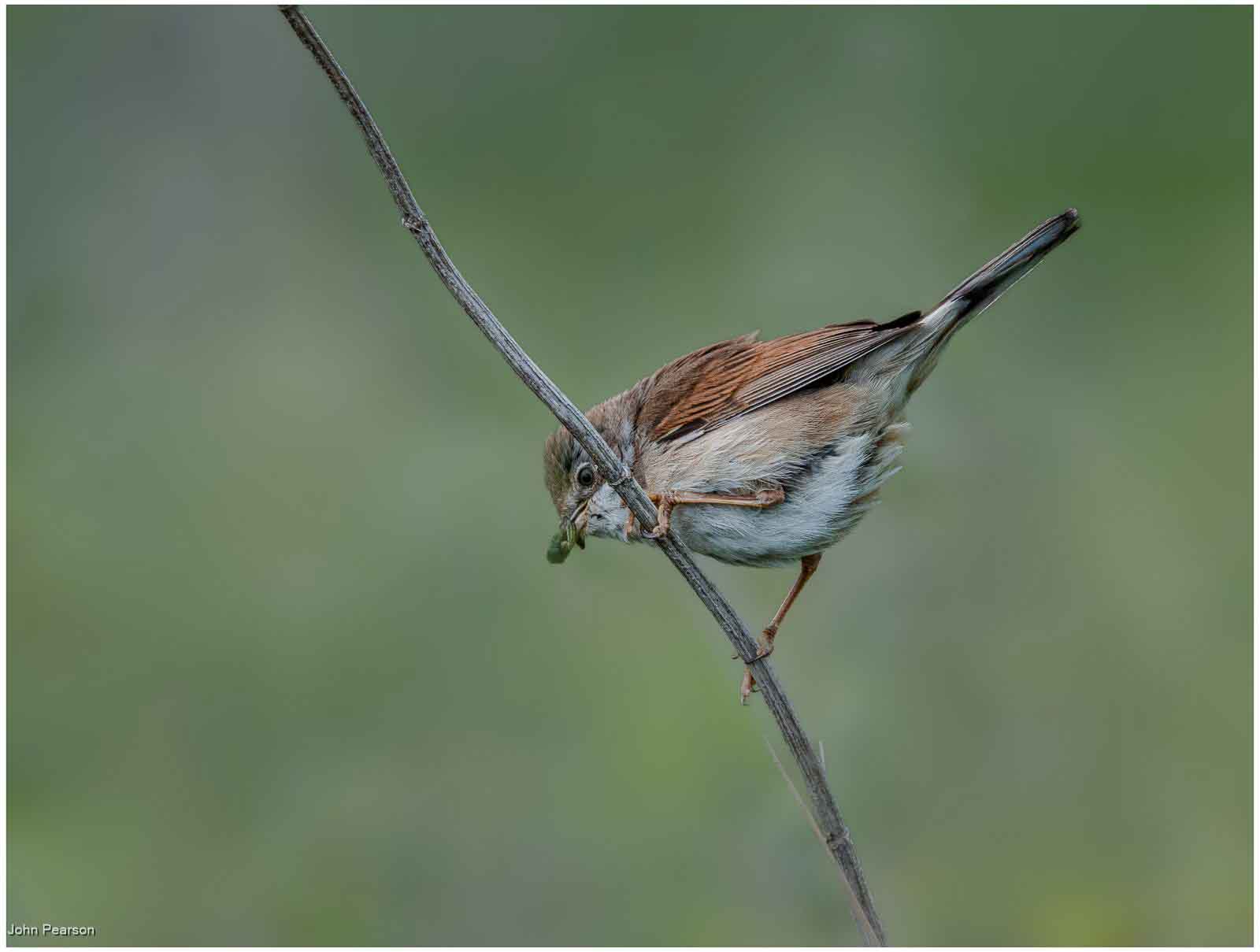 White Throat, John Pearson
